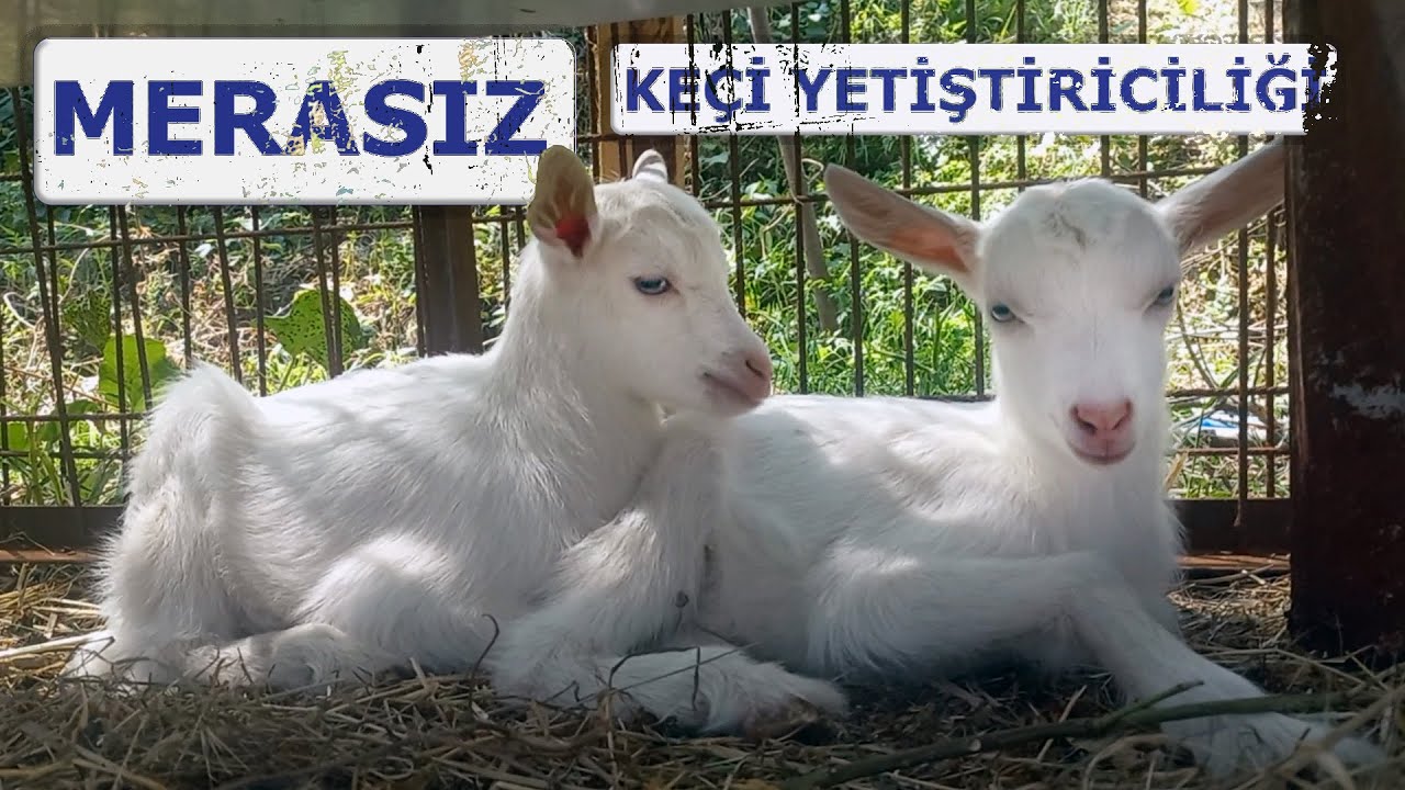 Kapalıda Keçi Beslenir mi?