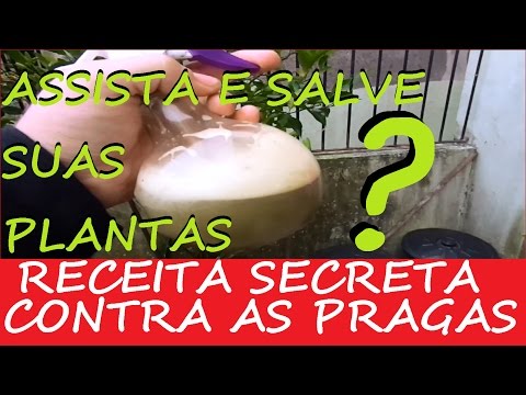 Elimine Pulgões brancos e cochonilhas, receita secreta!