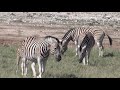 Zebra birth, Etosha nationalpark