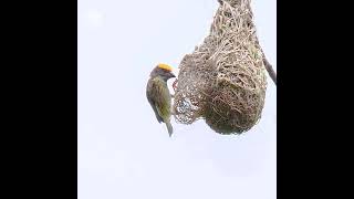 Streakedweaver (Ploceus Manyar)local name Manyar Jambul,master nest builder.Status near threatened.
