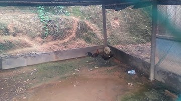 Kuv 2 tug qaib qus xyoo 2020-2021