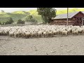 Our most valuable Lamb, In New Zealands Biggest Industry.