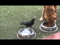 Dog sharing his food with birds at Thanksgiving Day -Funny video-