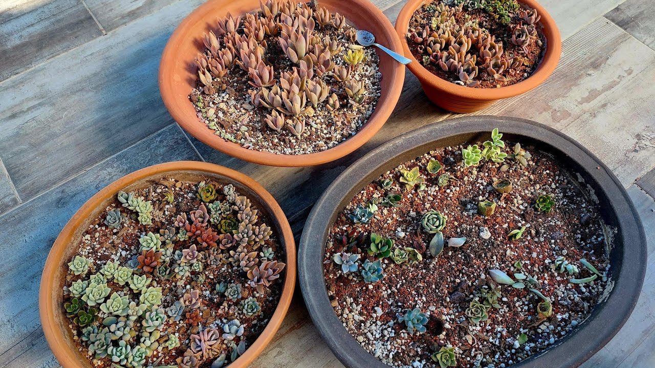 Sukulent Bebeklerini Ayırdım, Takipçime Fenalık Geldi 😁 İşler Azaldı😳😍