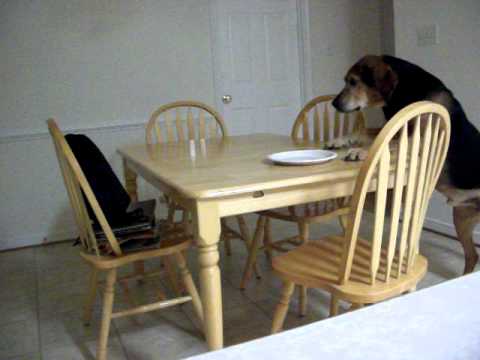 Dog Eats Cat Treats And Gets In Trouble Dog Eats Cat Treats And Gets In Trouble