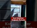 Kızıl Geyikler Doğayla Buluştu #kızılgeyik