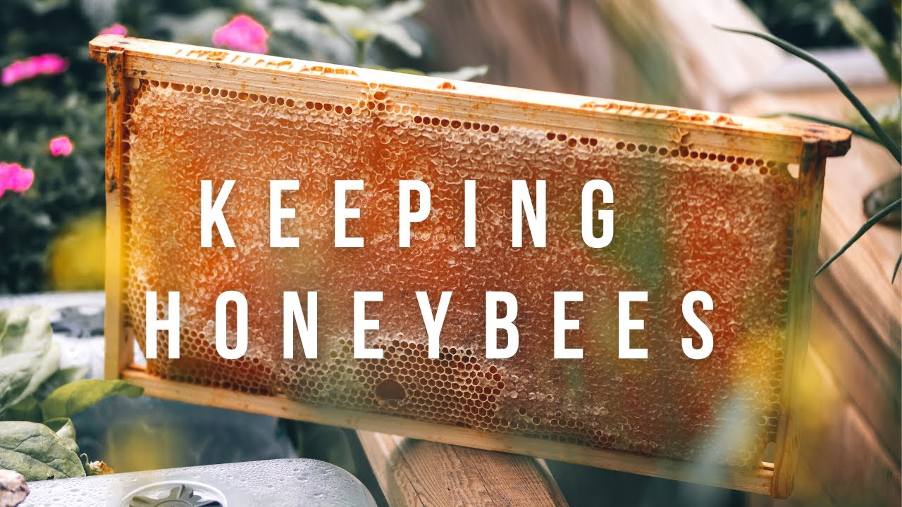 Answering your beekeeping questions YouTube