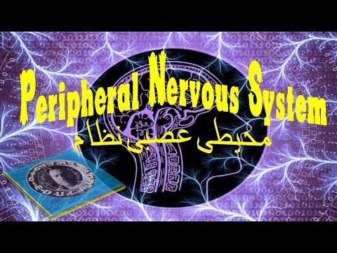 PERIPHERAL NERVOUS SYSTEM محیطی عصبی نظام