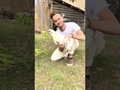 Video: Schlafen Hühner in der Hocke?