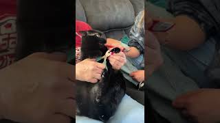 Cat Distracted With Treats While Getting Nails Clipped