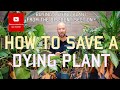 How To Save A Dying Plant