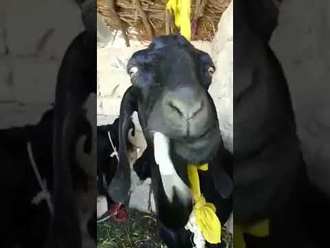 Goat eating fish