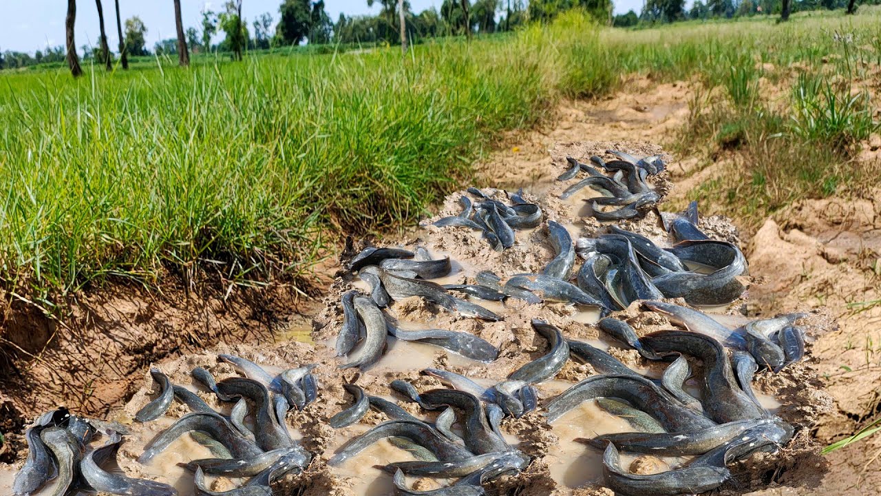 OMG!! Fishing Video - Amazing Girl Catching a lot of Big Fishes & Egg in Raining Season