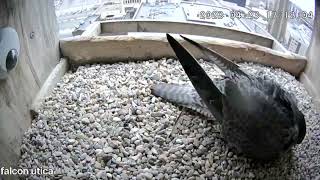 April 23 2023 Astrid picks at stones while incubating 517PM