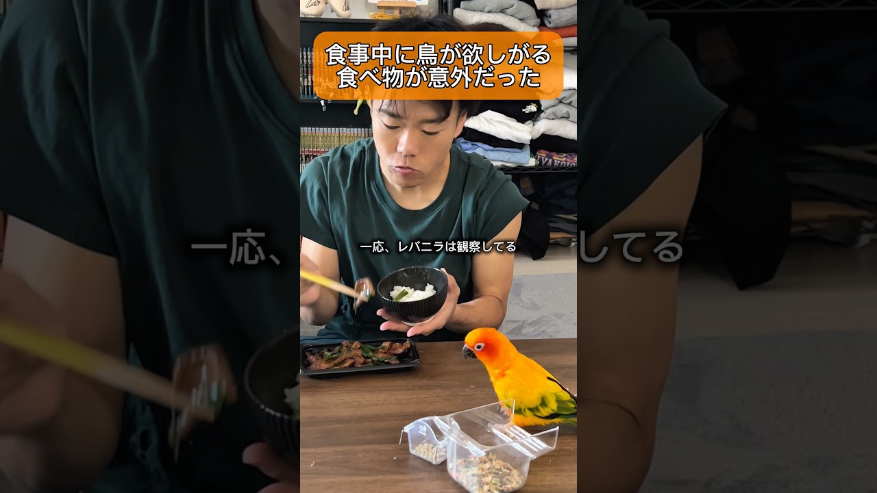鳥が欲しがった人間の食べ物とは？？🍚 #インコ #コガネメキシコインコ #セキセイインコ #暮らし # #暮らしチャンネル #birds #ごはん #ペット