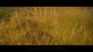 Psalm 103 – Bible Reading