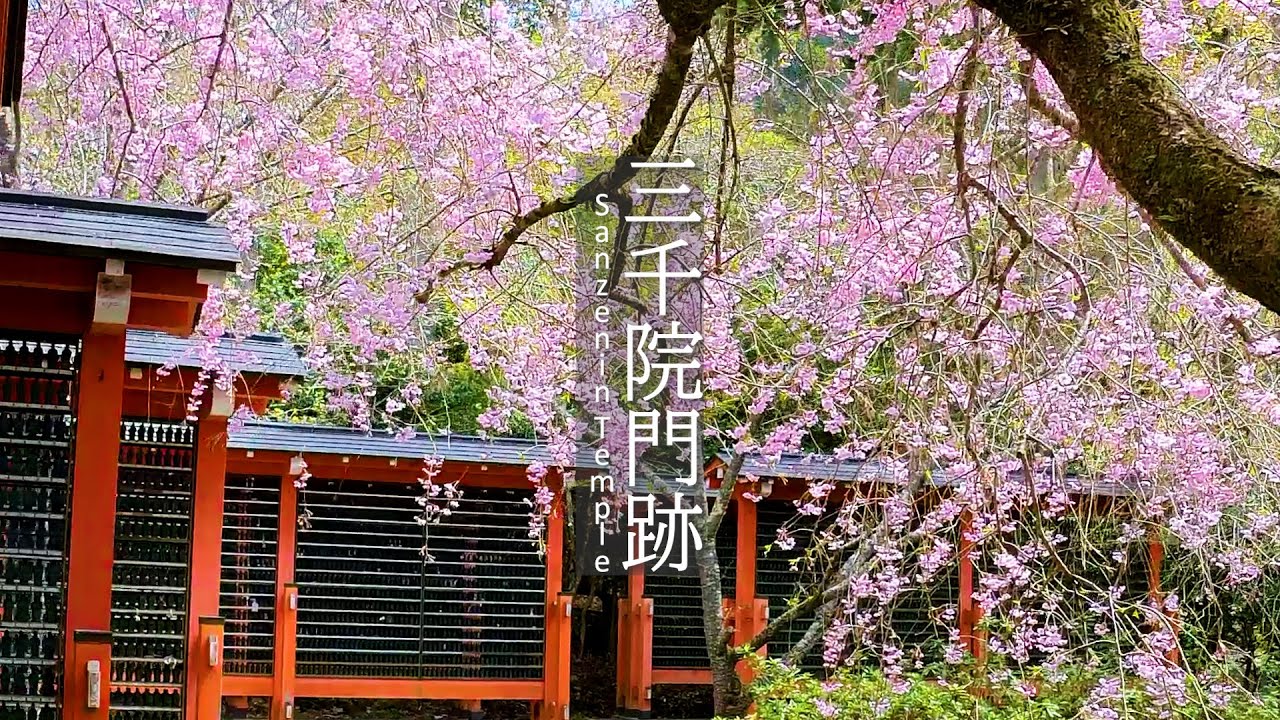 4k 21 桜 三千院 Sakura Kyoto Sanzen In Temple In Springtime Insta360 1 Inch Edition Youtube