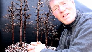 Larch Bonsai Forest Re Potting, Part 4, April 2017