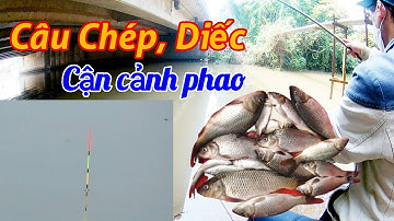 Câu Cá Diếc, Cá Nhưng | Cận Cảnh Phao Nhìn Đã Mắt