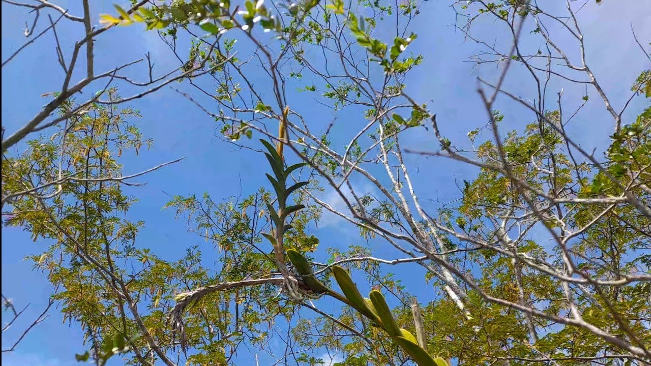 🟢 A MAIOR ORQUÍDEA QUE JÁ ENCONTREI NA NATUREZA! LUGAR  COM CACHOEIRAS E MUITAS ORQUÍDEAS !#natureza