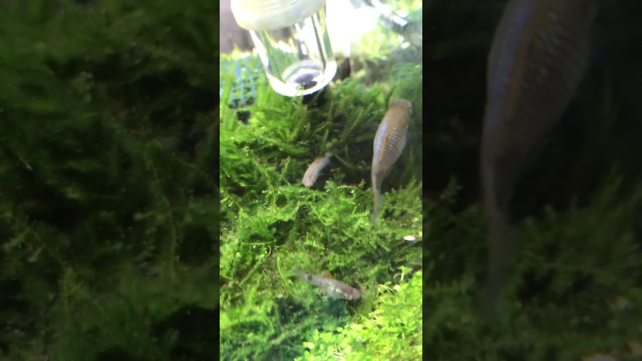 ミッキーマウスプラティー出産 Youtube