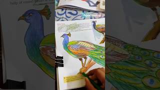 Peacock Drawing Colour Pencil #drawing #coloring #diy #painting #shorts @Rajeswaricreativity