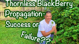 Propagate Thornless Blackberries, PART 2  WITH UPDATE!! Triple Crown Blackberry propagation