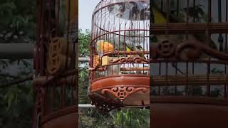 latian burung pleci mingguan rutin bareng kicau mania taiwan by ACUNK FLOG 6,400 views 2 months ago 4 minutes, 55 seconds