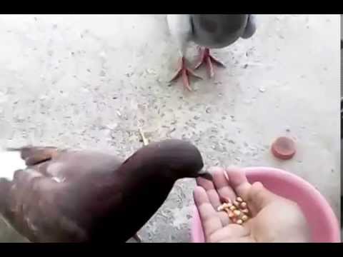 Jadwal waktu memberi makan burung  merpati  yang  bagus  YouTube
