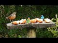 COMEDOURO PARA PÁSSAROS - Mata Atlântica - Brazilian Birds Singing