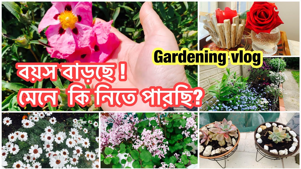 Aging কিভাবে আমাদের জীবনে প্রভাব ফেলে ?garden করা শুরু হল !Bengali