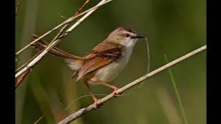 Suara Masteran Ciblek Ngebren Jernih Dan Berjeda