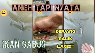 Ikan Gabus Dibuang, Dilepas Balik Lagi Aneh tapi Nyata No Edit