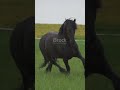 فریزیئن گھوڑے کی خوبصورتی فریزیئن گھوڑے خوبصورتی پالتو جانور