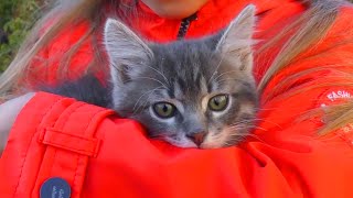 ВЛОГ Ярослава спасла маленького котенка на улице | Видео для детей