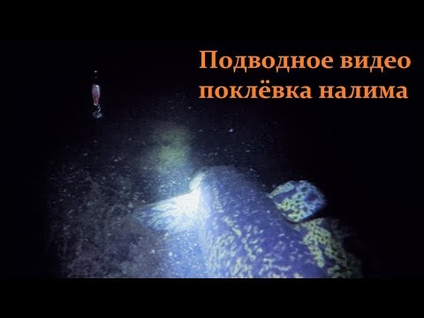 Video: Kako Kuhati Ribe Burbot