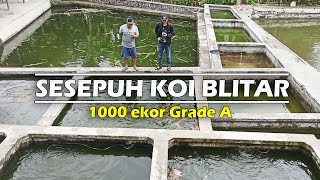 BLUSUKAN KE SOBIB KOI FARM SESEPUH KOI BLITAR