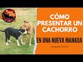 COMO PRESENTAR UN NUEVO CACHORRO CON MIS PERROS? JUEGO/ JERARQUÍAS Y CONTROL SOCIAL