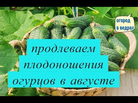 Как продлить плодоношение