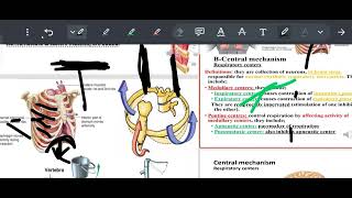 physiology of respiration