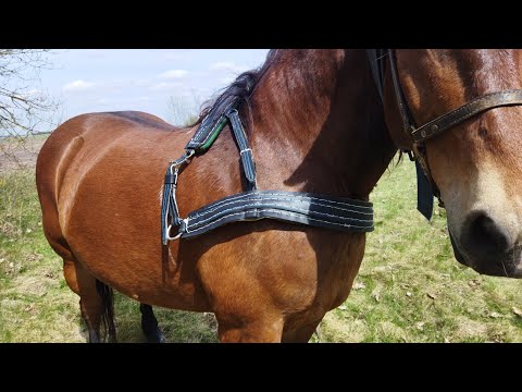 Как сшить шлею для лошади своими руками видео