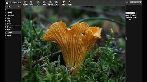 xwinwrap script compiz-fusion