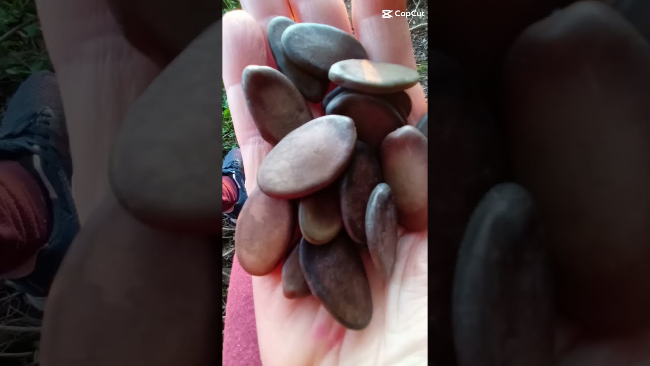 Guapuruvu, germinou em 2021 e está assim!