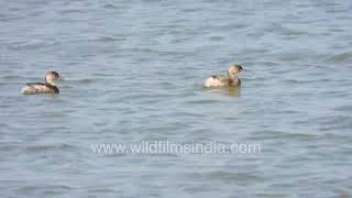 Chilika Lake blue wetlands with Little Grebes swimming across calm rippling waters Odisha