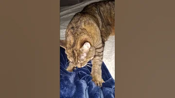Furry Baby Loves Exercise Before Sleep 