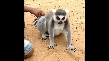 Лемур просит почесать | Лемуру чешут спину | Лемура гладят #животные #animals #shorts
