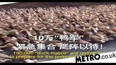 China unleashing 100,000-strong ‘duck army’ to fight Pakistan’s locust swarm