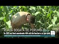 ROADĂ BOGATĂ DE PORUMB: Ministerul Agriculturii preconizează 2 milioane de tone