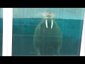 ゲリラ豪雨のときセイウチは。＠鳥羽水族館 の動画、YouTube動画。
