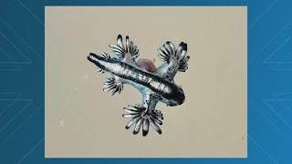 Texas beachgoers, don't touch these sea creatures! It'll hurt!
